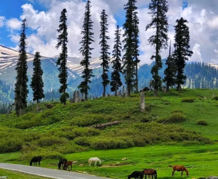 4N/5D Kashmir ( Gulmarg-Pahalgam )